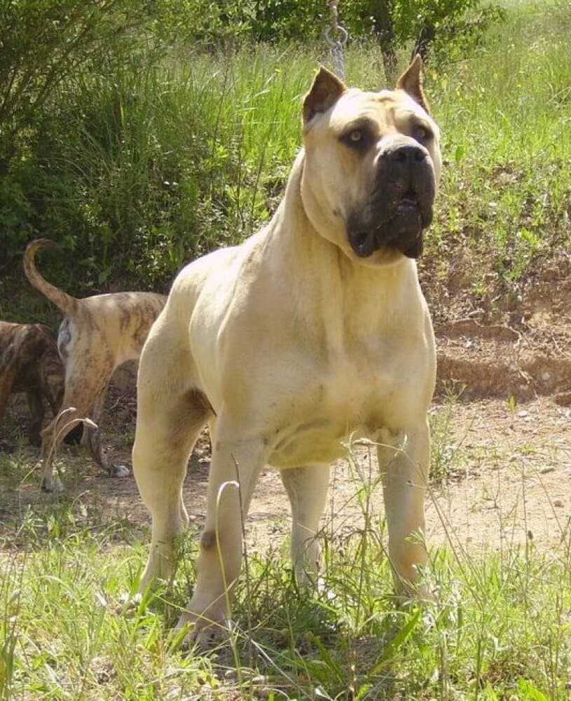 FIGO I DE CASA DEL PRESA 1