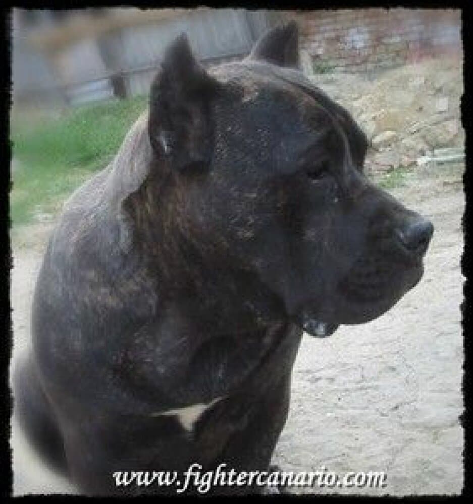 FIGHTER OF THE LOWLAND AMY 1