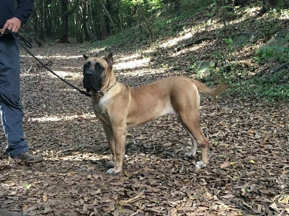 BREGA DE GAROEBULLDOG 1