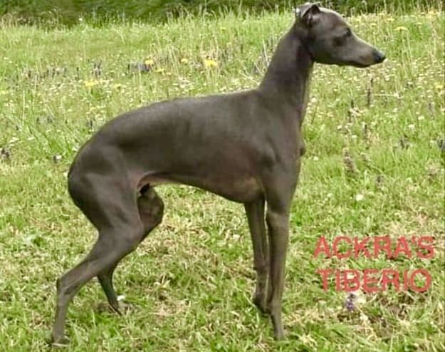 Ackra's Tiverio 1