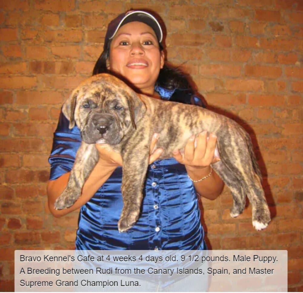 BRAVO KENNEL’S CAFE 1