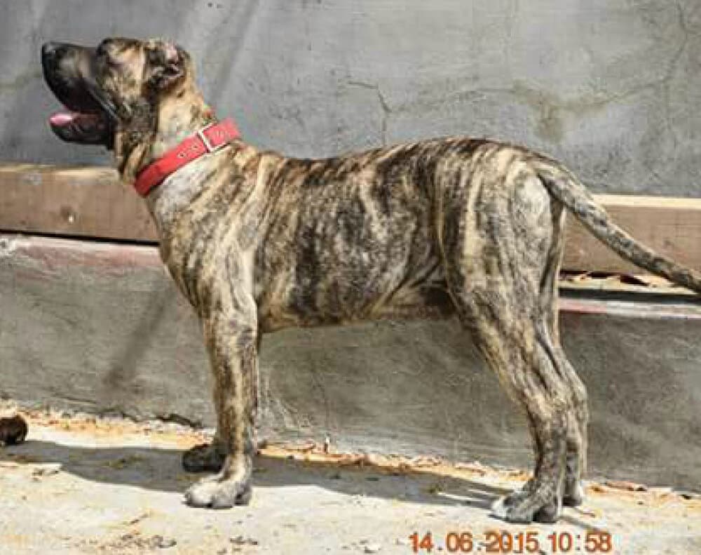 MAX DE ANTIVARI BULL 1