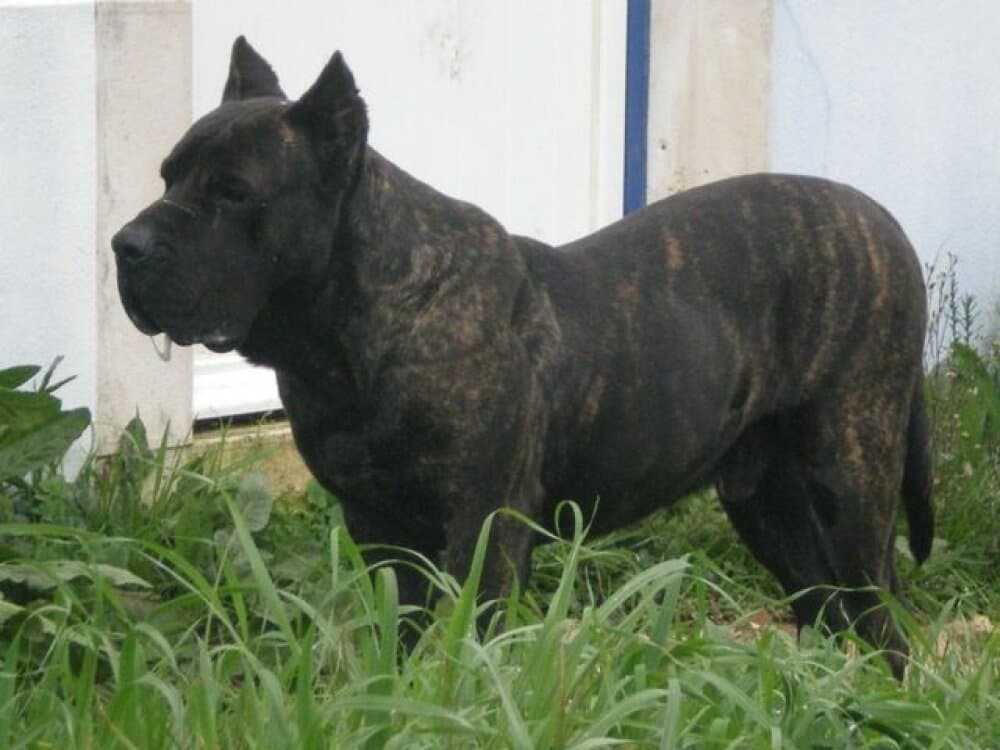 WALTER DE DOG REAL 1