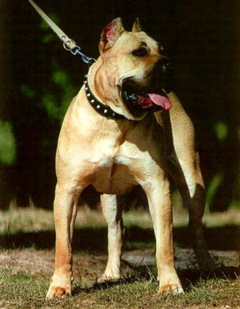BELLA (1995) 1