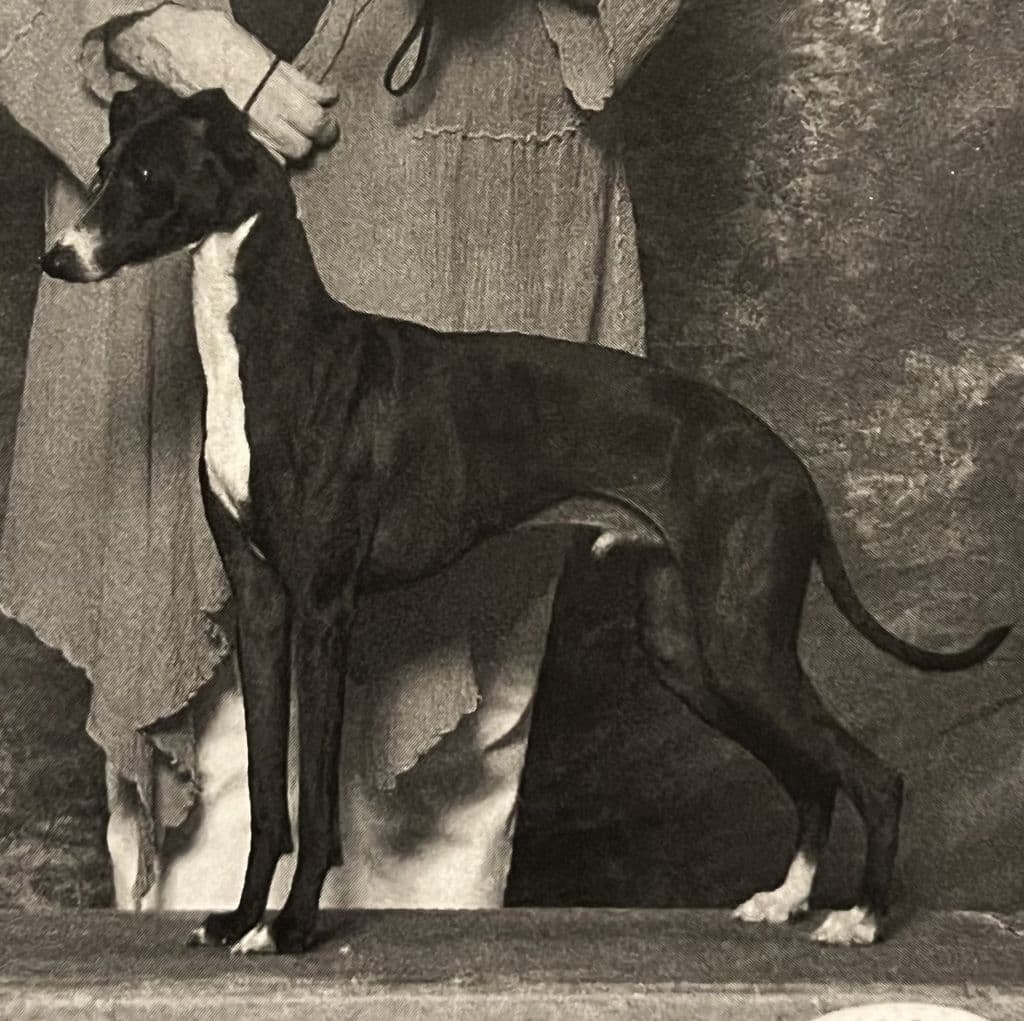 Prima's Sir Vader 1