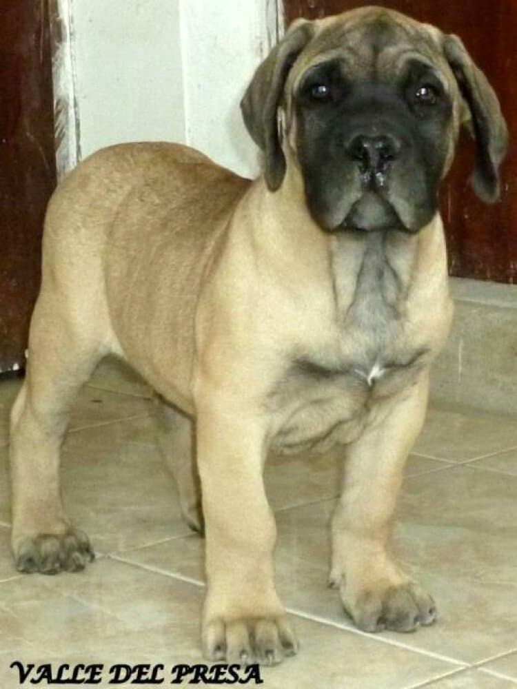 YEIKO DE VALLE DEL PRESA (DIESEL) 1