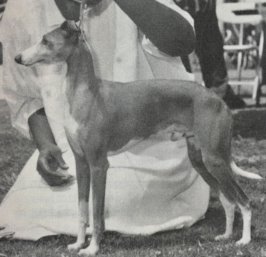 Bilair's Leo Alexander 1