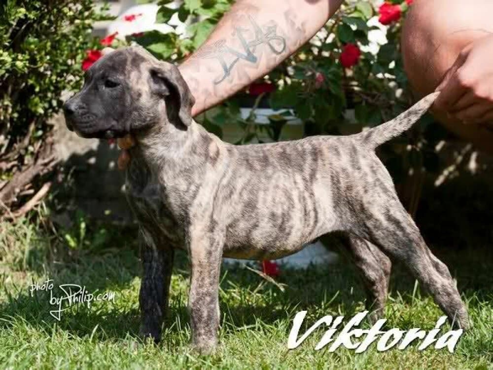 ULTIMATE SELECTION VIKTORIA 1