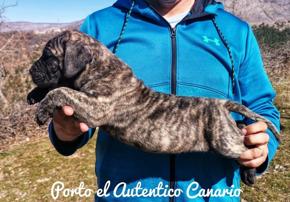 PORTO EL AUTENTICO CANARIO 1