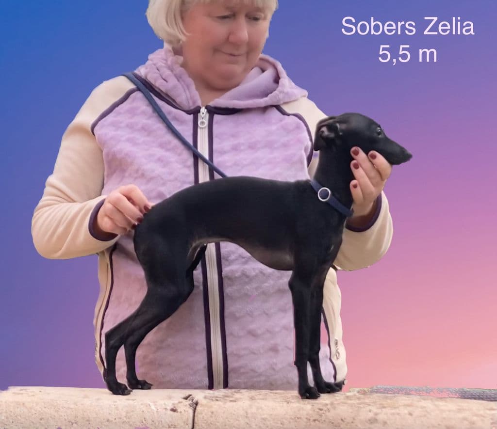 Sobers Zelia 1