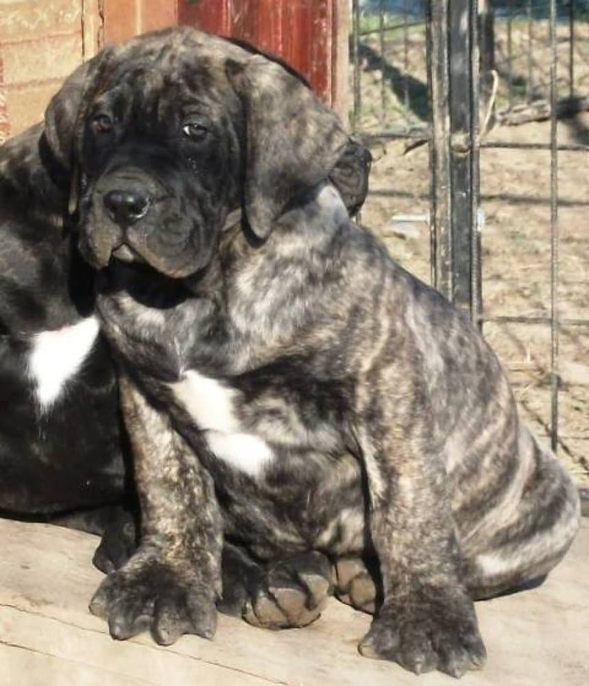 BOSS BULL CANARIO MAMMUT 1