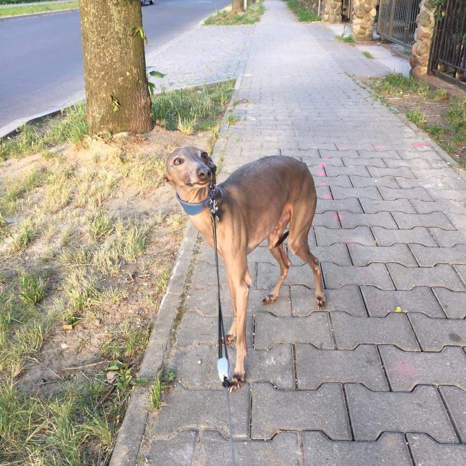 Azul Perro Gorzowska Panorama 1