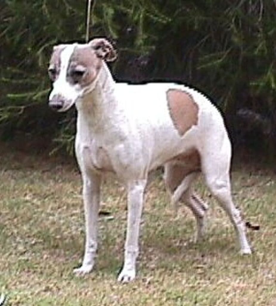 Tunamara Cherie 1