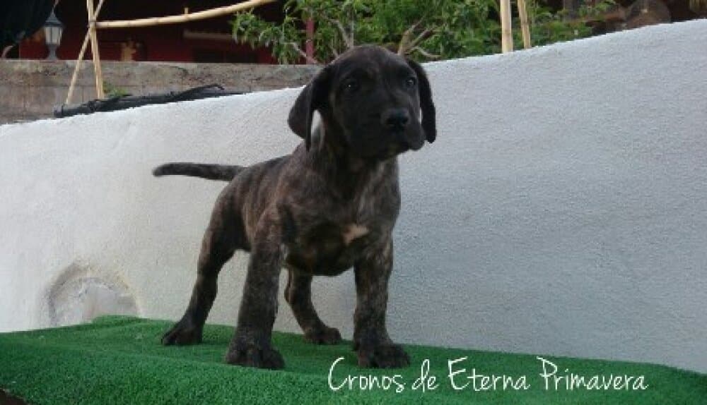 CRONOS DE ETERNA PRIMAVERA 1