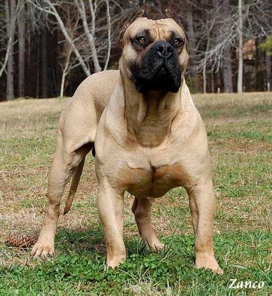 ZANCO DE BARNACAN BULL 1