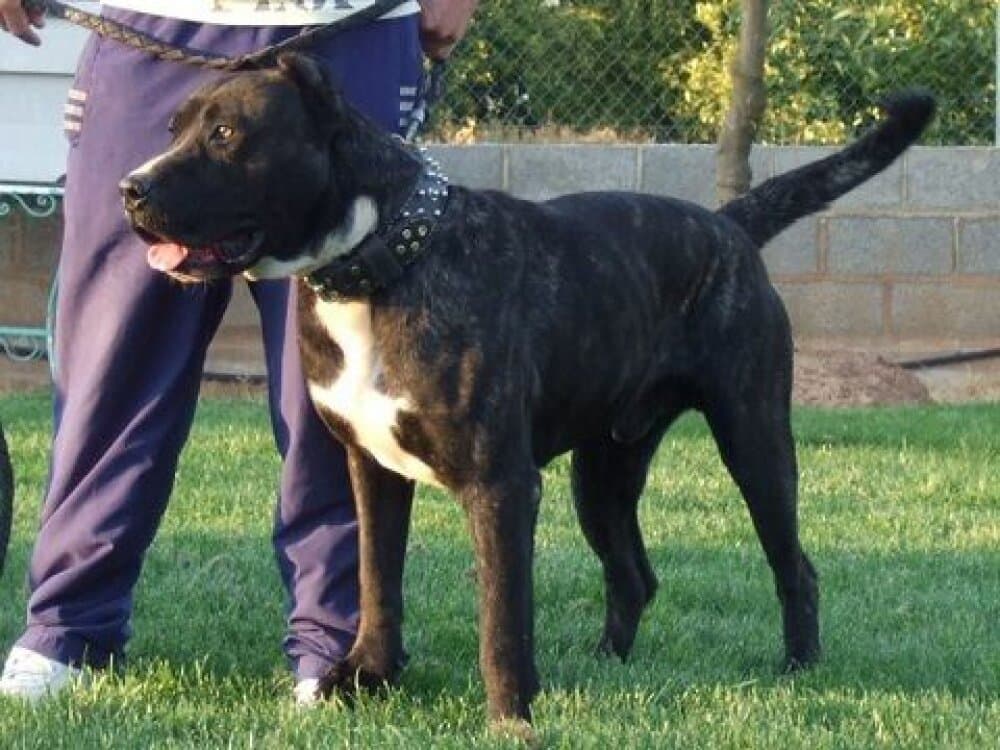 ROKO DE LA DONACIO 1