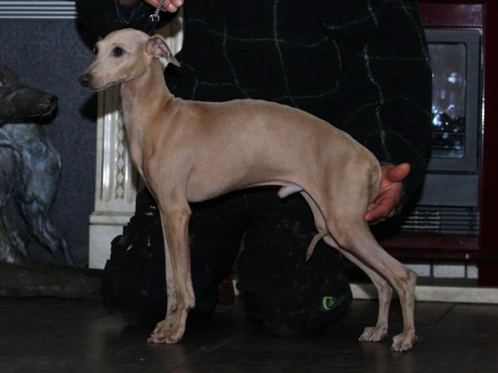 Fiefoerniek's Fergus 1