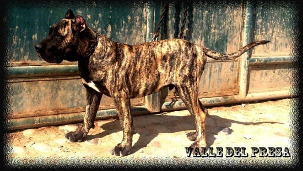 CREPUSCULO DE IMPERIAL CAN 1