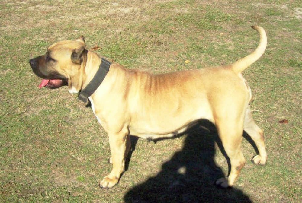 BIG PAW'S KALI 1
