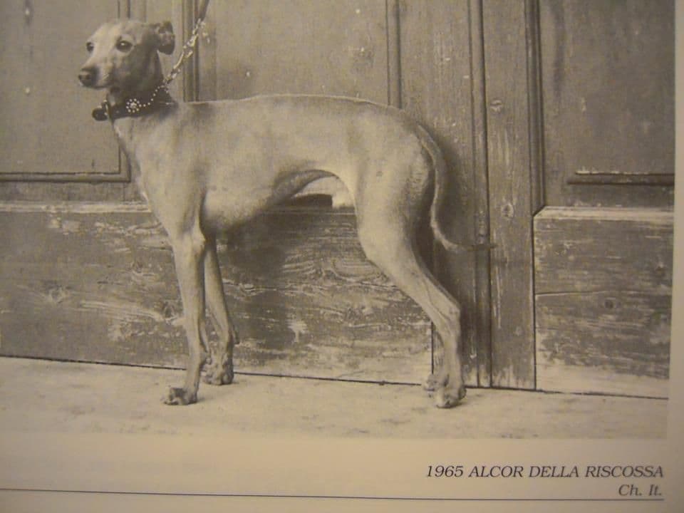 Alcor Della Riscossa 1
