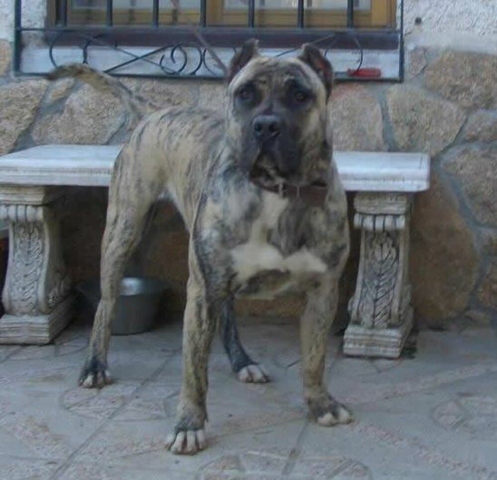 TIGRIS DE KING ZULU 1