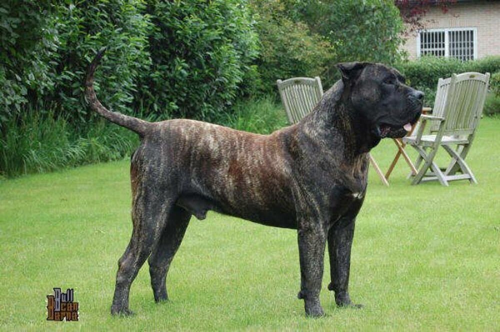 OSO DE BARNACAN BULL 1