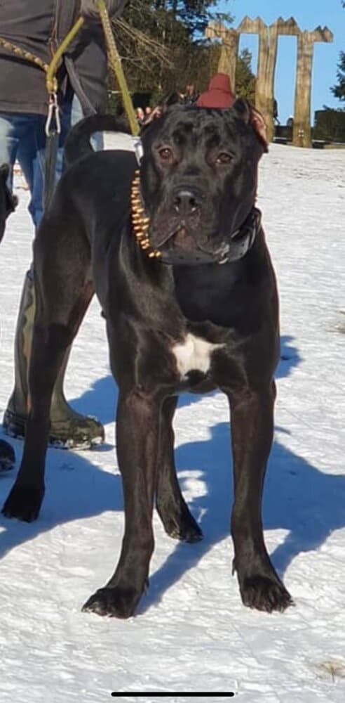 BOSS DIABLO TRANSYLVANIAN LEGACY CANARIO 1