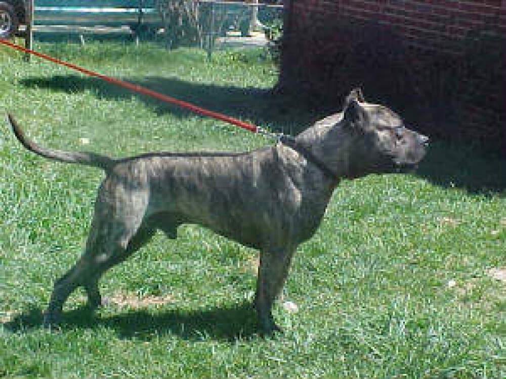 MAGNUM DE OUTCAST 1
