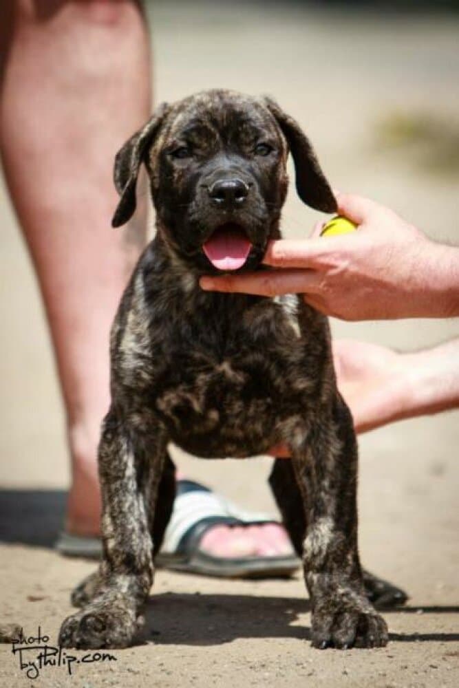 ULTIMATE SELECTION RUFUS 1