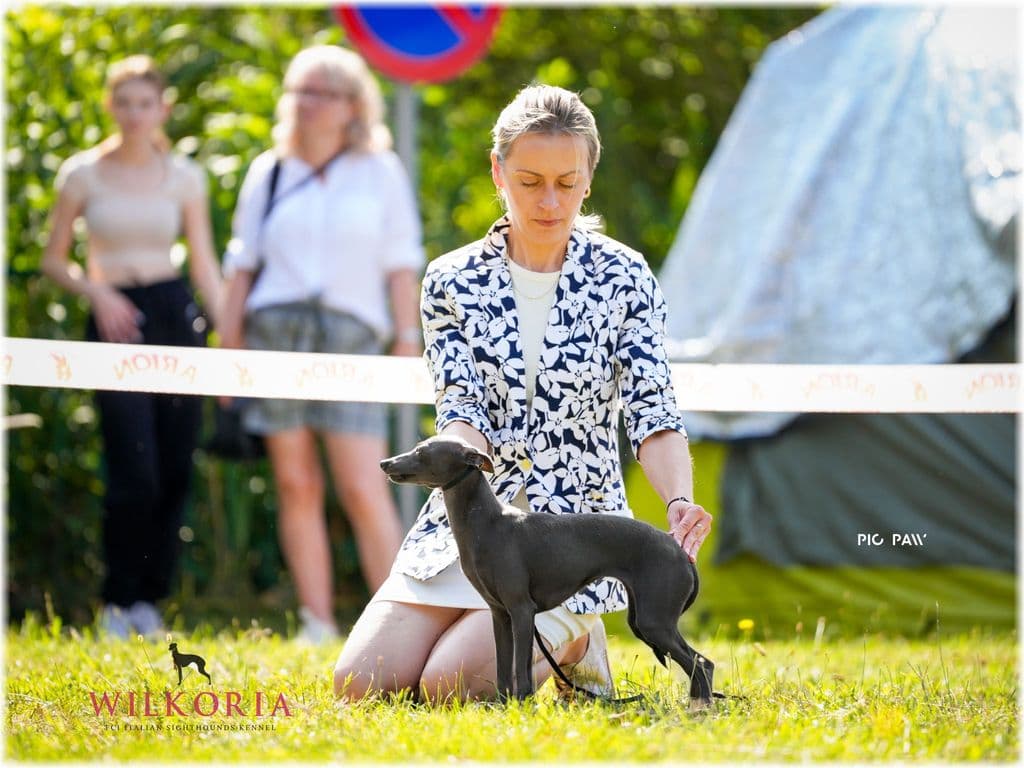 Wilkoria Finlandia 1