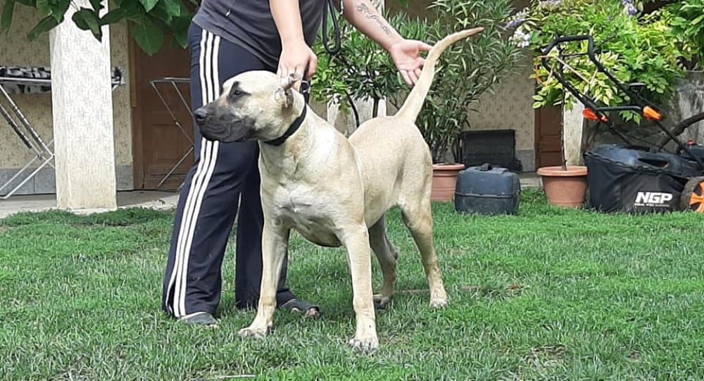 DEMONA DE TIERRA GRANCAN 1