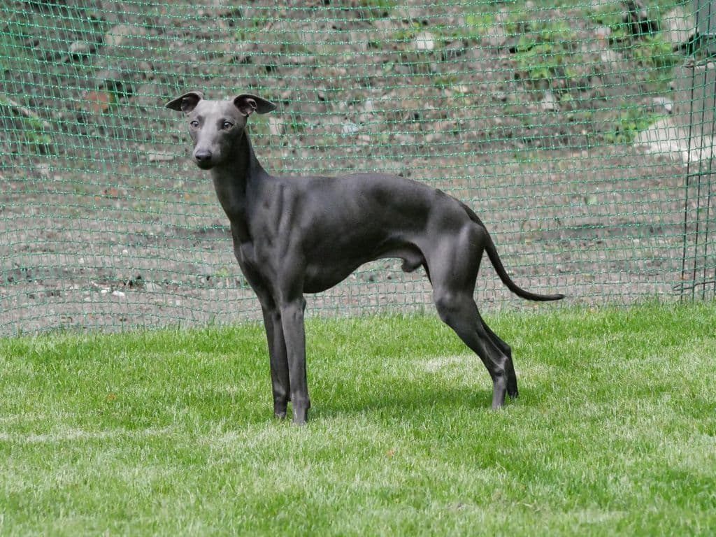 Drako Dunkelzahn Veloce Come Il Vento 1