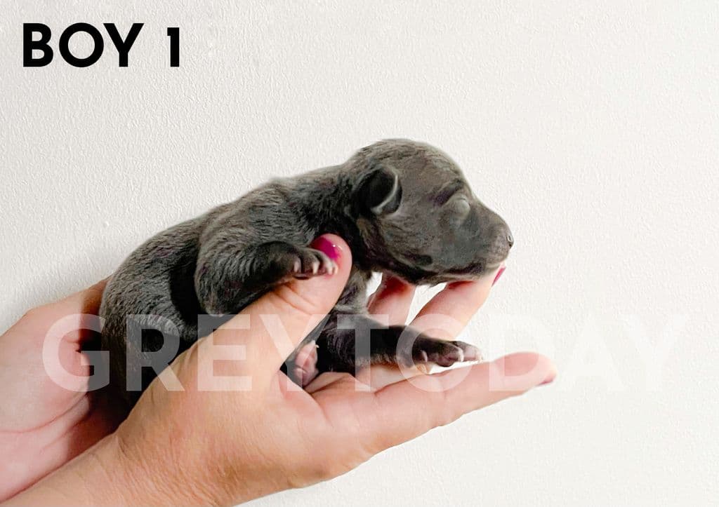 Greytoday Zagg 1