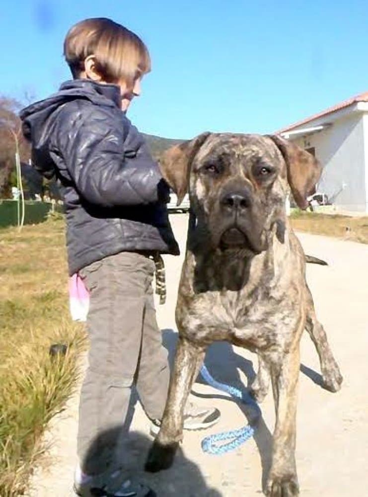 GIGANTOSTARDES COSMA (CHILLY) 1