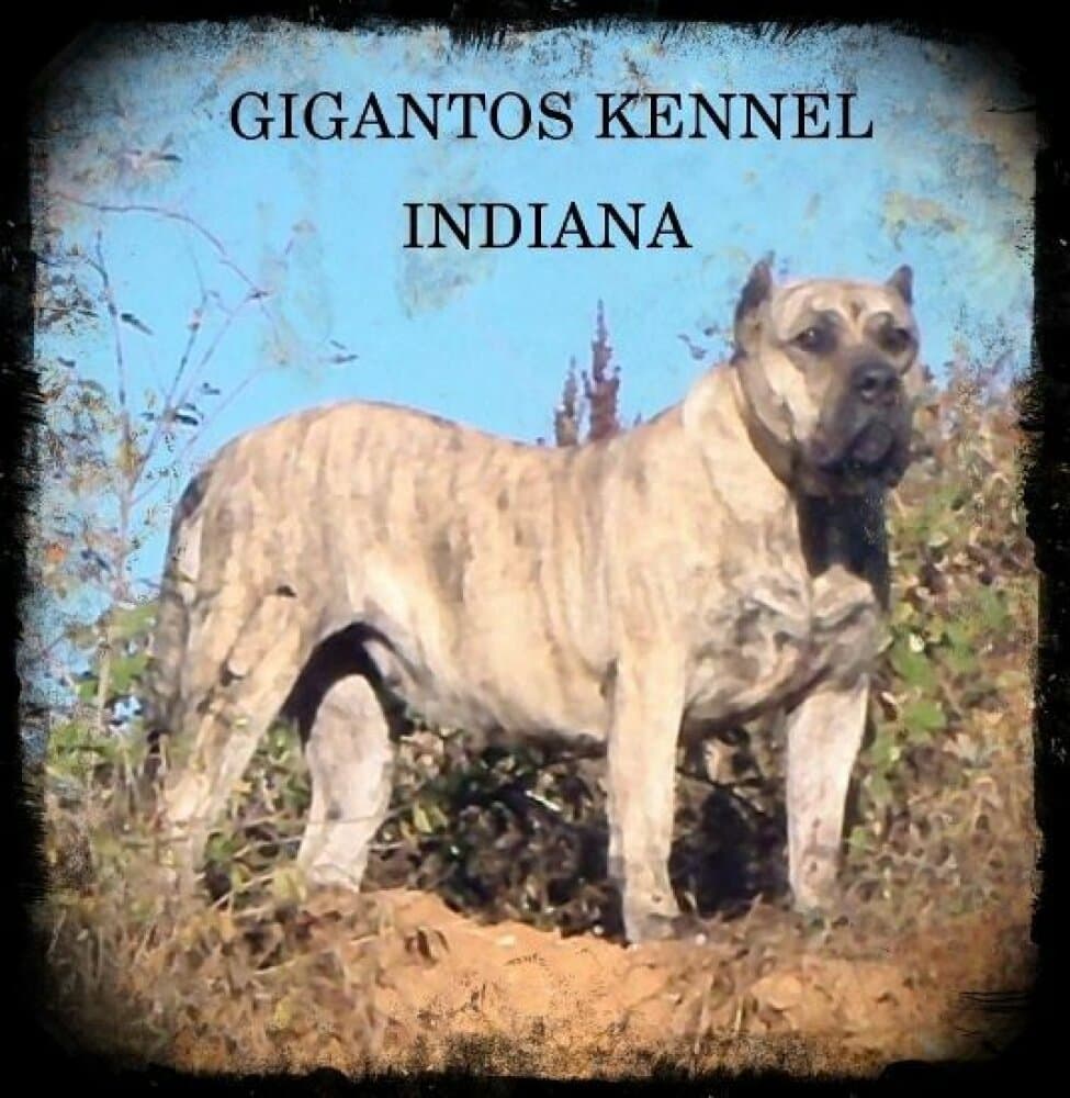 INDIANA BALUARTE DE LOS PERROS 1