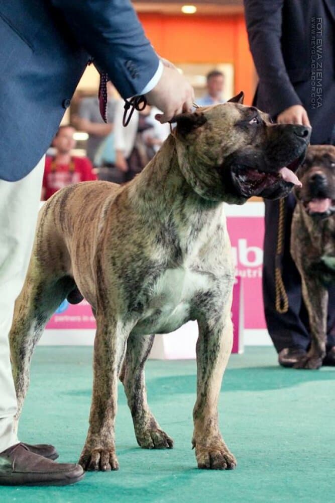 ZEUS DE GUADALCAN 1