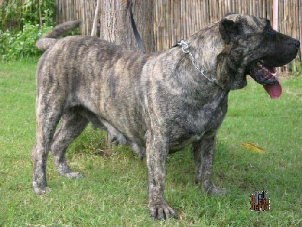 TIGRA DE BARNACAN BULL 1