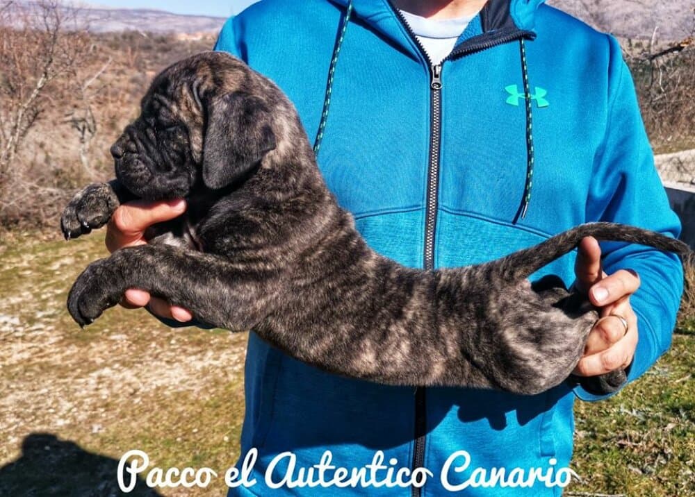 PACCO EL AUTENTICO CANARIO 1