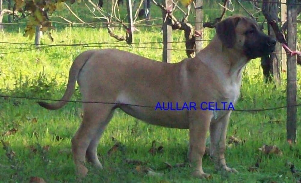 ANXOLINA DE AULLAR CELTA 1