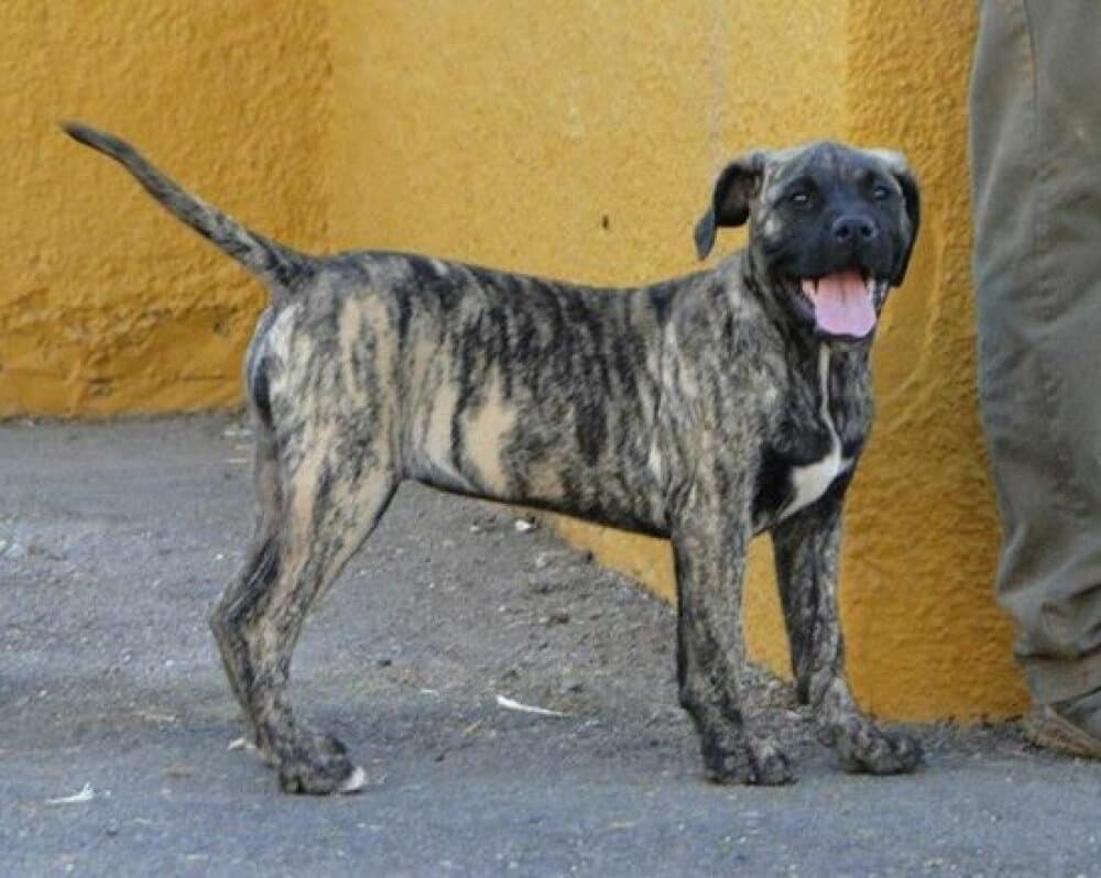 CATHA DEL ZUMACAN 1
