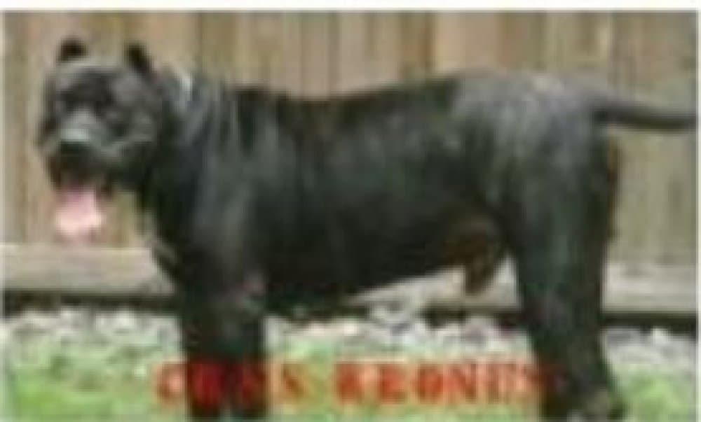 SHOW STOPPER KRONUS 1