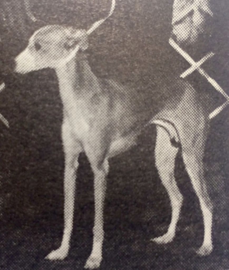 Babaje's Angelina Of Camarhil 1