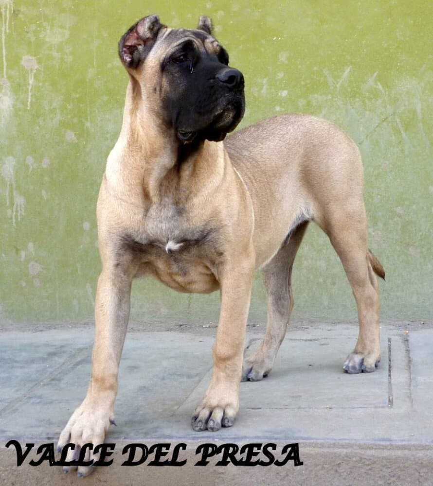 MACHO DE VALLE DEL PRESA 1