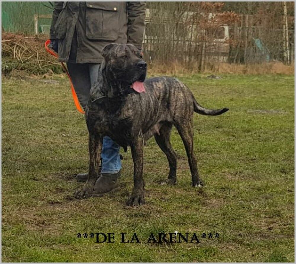 NADJA DE LA ARENA 1