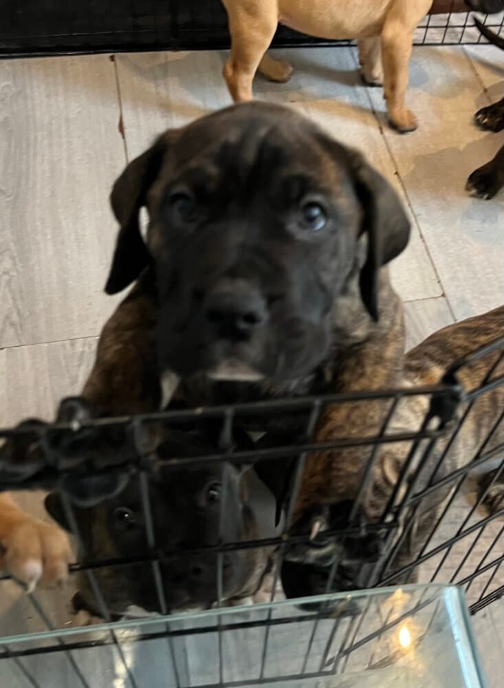 NARCO DEL CANARIO 1