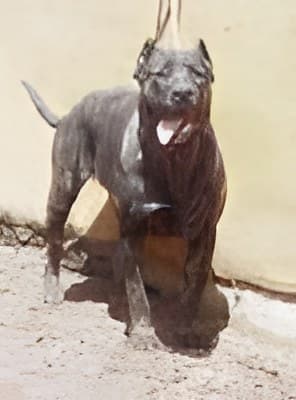 Bati de Irema Curto 1