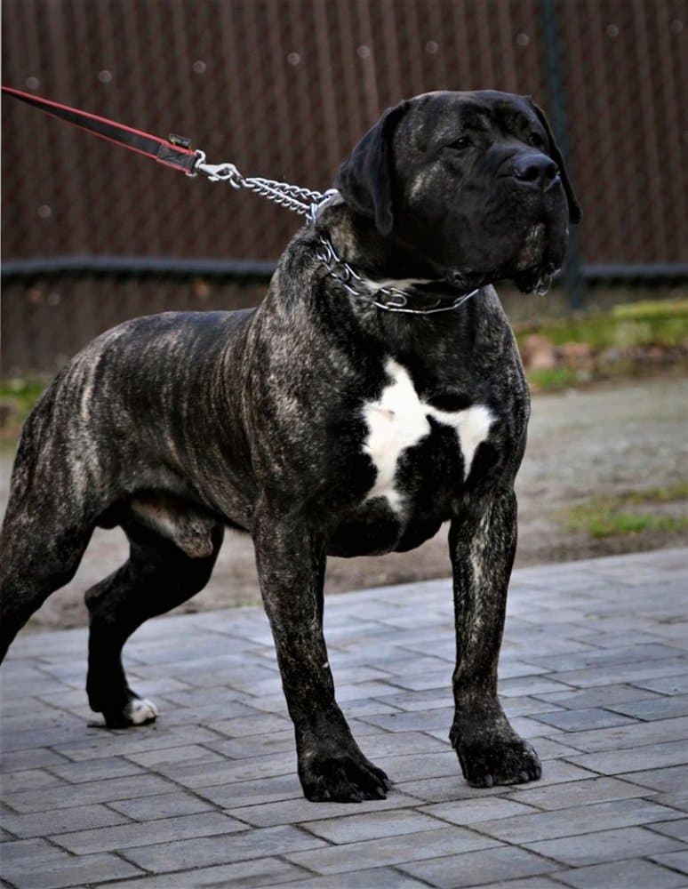 ZANE BALUARTE DE LOS PERROS 1
