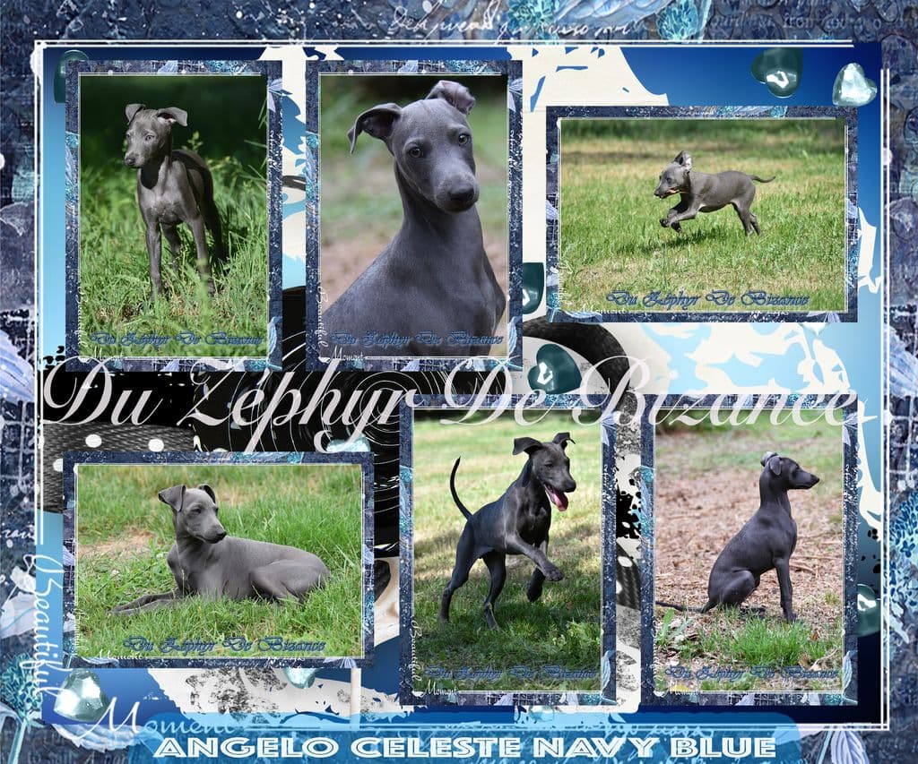 Angelo Celeste Navy Blue 1