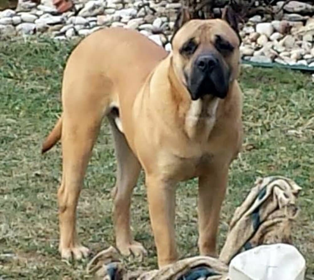 MID AMERICA K-9 NIKO OF C-LOCK 1