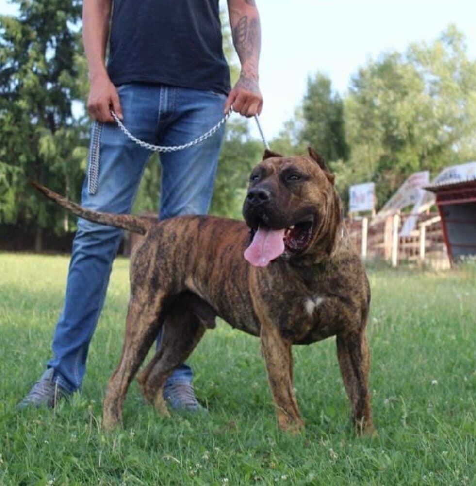 ARON COLOSSUS OF BUKULJA 1